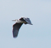 Graureiher (Ardea cinerea)-L. Klasing