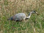 Graureiher (Ardea cinerea)-L. Klasing