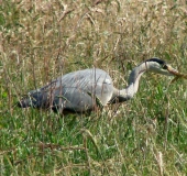 Graureiher (Ardea cinerea)-L. Klasing