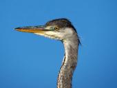 Graureiher (Ardea cinerea)-L. Klasing