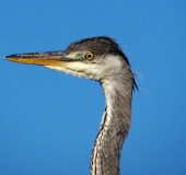 Graureiher (Ardea cinerea)-L. Klasing