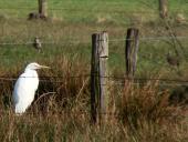Silberreiher (Casmerodius albus)-L. Klasing