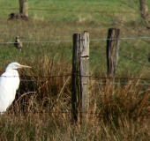 Silberreiher (Casmerodius albus)-L. Klasing