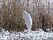 Silberreiher (Casmerodius albus)-L. Klasing
