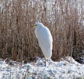 Silberreiher (Casmerodius albus)-L. Klasing