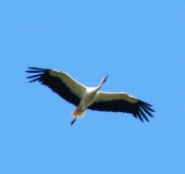 Weißstorch (Ciconia ciconia)-L. Klasing