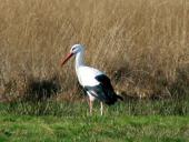 Weißstorch (Ciconia ciconia)-L. Klasing