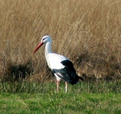 Weißstorch (Ciconia ciconia)-L. Klasing