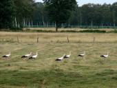 Weißstorch (Ciconia ciconia)-L. Klasing