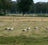 Weißstorch (Ciconia ciconia)-L. Klasing