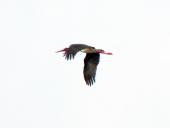 Schwarzstorch (Ciconia nigra)-L. Klasing