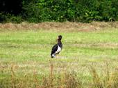 Schwarzstorch (Ciconia nigra)-L. Klasing