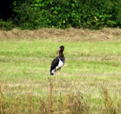 Schwarzstorch (Ciconia nigra)-L. Klasing