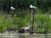 Lachmöwe (Chroicocephalus ridibundus, Syn. Larus ridibundus)-L. Klasing