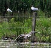 Lachmöwe (Chroicocephalus ridibundus, Syn. Larus ridibundus)-L. Klasing