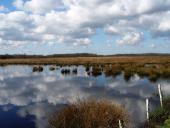 Alter Torfstich im Emsdettener Venn--L. Klasing