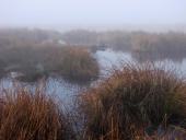 Alter Torfstich im Emsdettener Venn-L. Klasing