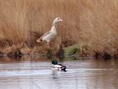 Alter Torfstich im Emsdettener Venn Alter Torfstich im Emsdettener Venn:: Nilgans (Alopochen aegyptiacus) u. Stockente (Anas platyrhynchos)-L. Klasing