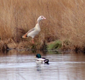 Alter Torfstich im Emsdettener Venn Alter Torfstich im Emsdettener Venn:: Nilgans (Alopochen aegyptiacus) u. Stockente (Anas platyrhynchos)-L. Klasing