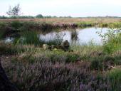 Alter Torfstich im Emsdettener Venn-L. Klasing