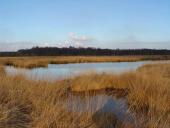 Alter Torfstich im Emsdettener Venn-L. Klasing