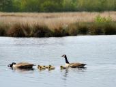 Alter Torfstich im Emsdettener Venn: Kanadagans (Branta canadensis) mit Nachwuchs-L. Klasing