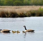 Alter Torfstich im Emsdettener Venn: Kanadagans (Branta canadensis) mit Nachwuchs-L. Klasing