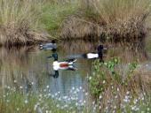 Alter Torfstich im Emsdettener Venn: Reiherente (Aythrya fuligula) Löffelente (Anus clypeata) u. Krickente (Anas crecca)-L. Klasing