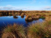 Alter Torfstich im Emsdettener Vennh-L. Klasing