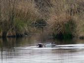 Alter Torfstich im Emsdettener Venn: Knäkente (Anas querquedula)-L. Klasing