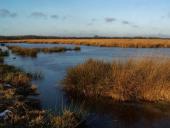 Alter Torfstich im Emsdettener Venn-L. Klasing