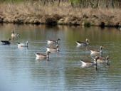 Alter Torfstich im Emsdettener Venn: Streifengans (Anser indicus)u. Graugans (Anser anser)-L. Klasing