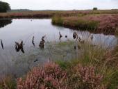 Alter Torfstich im Emsdettener Venn-L. Klasing