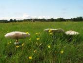 Feuchtwiese: Riesenschirmpilz (Macrolepiota procera)-L. Klasing