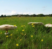 Feuchtwiese: Riesenschirmpilz (Macrolepiota procera)-L. Klasing