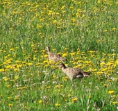 Feuchtwiese: Großer Brachvogel (Numenius arquata)-L. Klasing