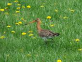 Feuchtwiese: Uferschnepfe (Limosa limosa)-L. Klasing
