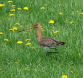 Feuchtwiese: Uferschnepfe (Limosa limosa)-L. Klasing