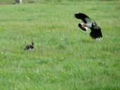 Feuchtwiese: Kiebitz (Vanellus vanellus)-L. Klasing