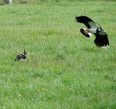 Feuchtwiese: Kiebitz (Vanellus vanellus)-L. Klasing