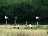 Feuchtwiese: Weißstorch (Ciconia ciconia)-L. Klasing