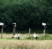 Feuchtwiese: Weißstorch (Ciconia ciconia)-L. Klasing