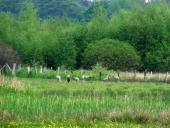 Feuchtwiese: Kranich (Grus grus)-L. Klasing