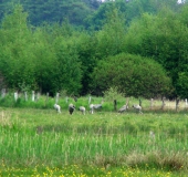 Feuchtwiese: Kranich (Grus grus)-L. Klasing