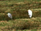 Feuchtwiese: Graureiher (Ardea cinerea) u. Silberreiher (Casmerodius albus)-L. Klasing