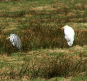 Feuchtwiese: Graureiher (Ardea cinerea) u. Silberreiher (Casmerodius albus)-L. Klasing