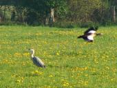 Feuchtwiese: Graureiher (Ardea cinerea)-L. Klasing