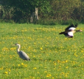 Feuchtwiese: Graureiher (Ardea cinerea)-L. Klasing