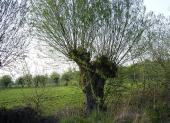 Feuchtwiese: Kopfweide (Salix viminalis)-L. Klasing