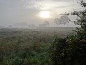 Feuchtwiese: Sonnenaufgang
